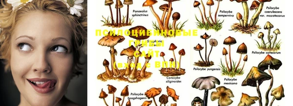 PSILOCYBIN Беломорск